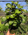 6" Aralia Fabian 